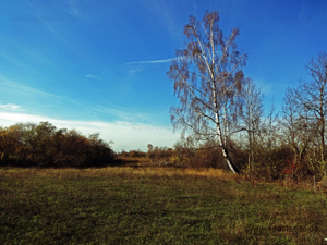 Birke im Donaumoos