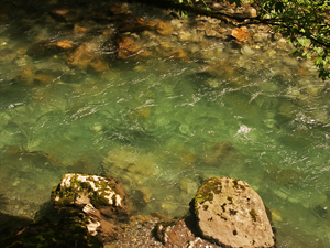 Breitach, klares Wasser