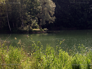 Donauwald bei Leibi