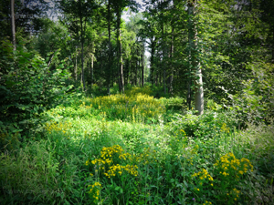 Donauwald bei Weißingen