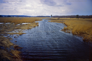 Federsee