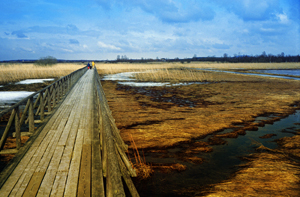 Federsee