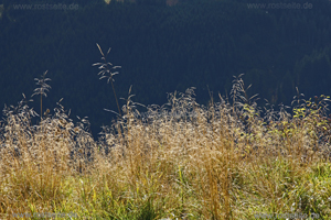 Gras am Berghang