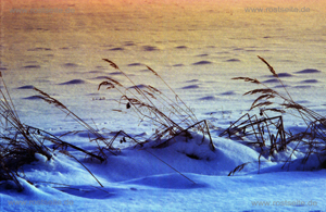 Gras im Schnee