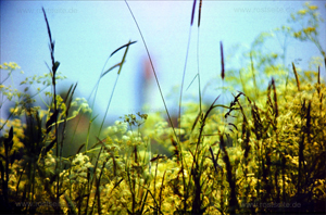 Gras und Kirchturm von Oberfahlheim