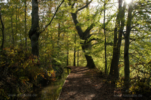 Herbstlaub