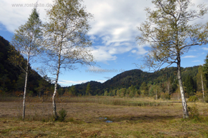 Schwansee mit drei Birken