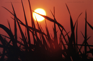 Sonne und Gras