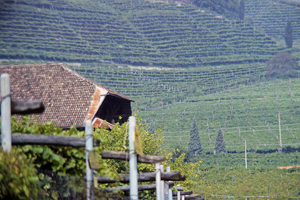 Weinberge