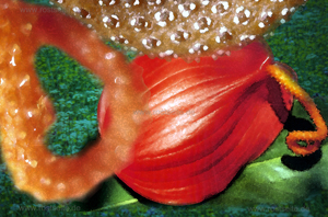 Flamingoblume