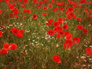 Mohnblüten