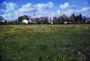Wiese