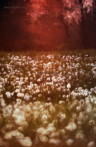 Pusteblume mit Abendsonne