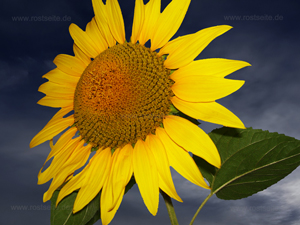 Sonnenblume