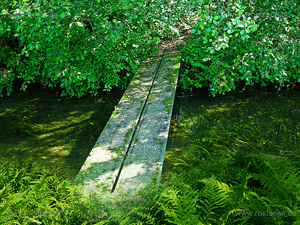 Steg im Donauwald