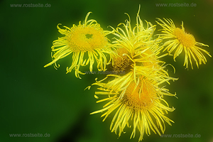 Blüten 02
