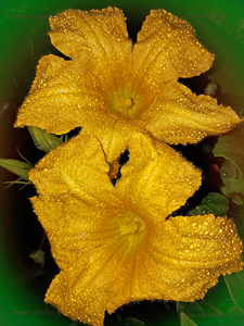 Blüten 03