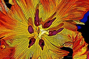 Blüten 04