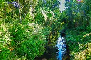 Donauwald Idylle